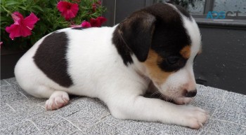 Beautiful Jack Russell puppies for adopt