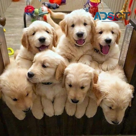 Stunning Goldern Retriever Puppies