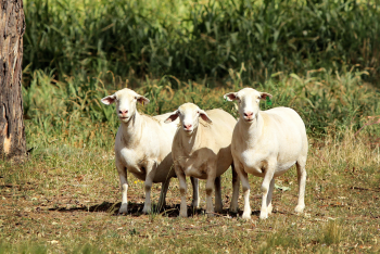 The Duck Inn Apartments