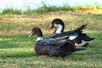 The Duck Inn Apartments