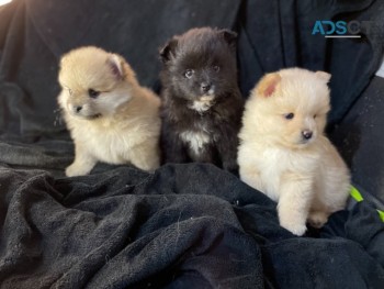 Gorgeous  Pomeranian Puppies for sale