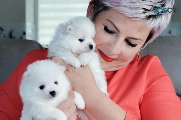 Pomeranian puppies