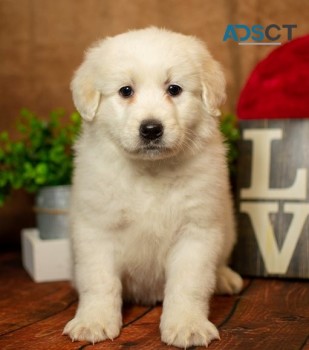 Aussiedoodle Puppies For Sale