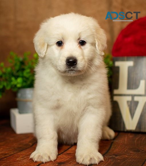 Aussiedoodle Puppies For Sale