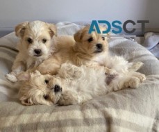 Maltipoo puppies available now.