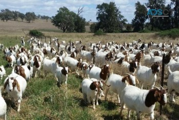 Good Quality  Boer Goats  for meat.
