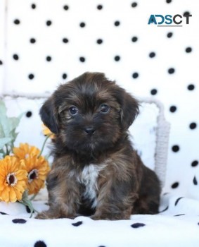 Cute Shorkie puppies for sale 