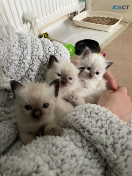  Ragdoll Kittens