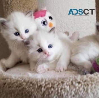  Ragdoll Kittens