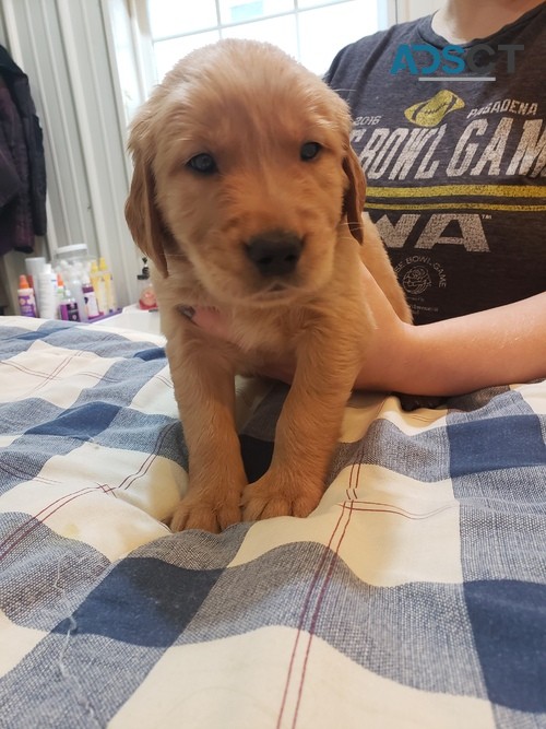 Golden Retriever puppies for sale 