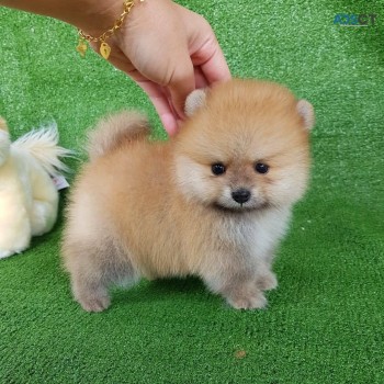White Pomeranian puppies for sale 
