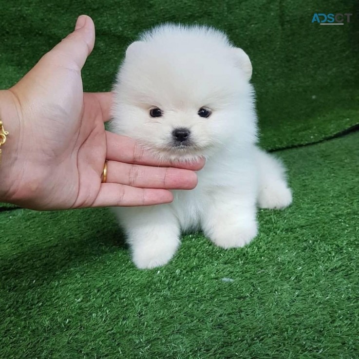 White Pomeranian puppies for sale 