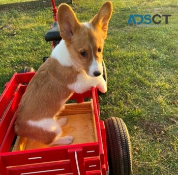 Pembroke Welsh Corgi puppies for sale