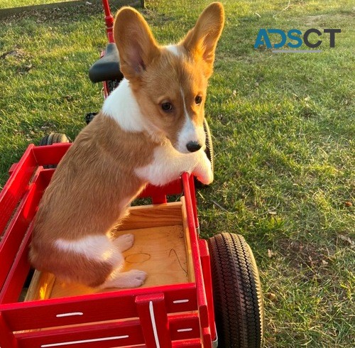 Pembroke Welsh Corgi puppies for sale