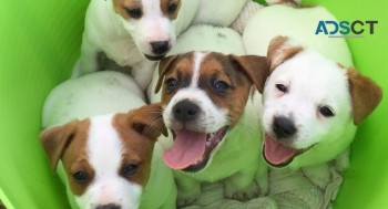 Gorgeous Purebred Jack Russell Puppies