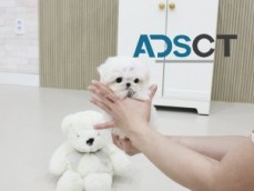 two Teacup Maltese Puppies For Sale