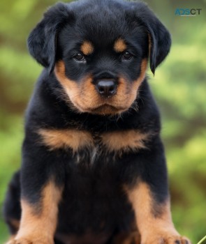 Andy Rottweiler puppies for sale