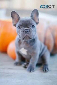 Dinah French Bulldog puppies for sale
