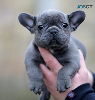 Sally French Bulldog puppies for sale