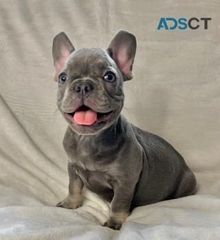 Mary French Bulldog puppies for sale