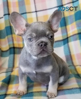 Poppy French Bulldog puppies for sale