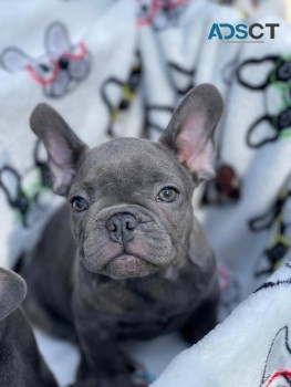Cassie French Bulldog puppies for sale