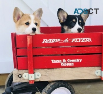 Pembroke Welsh Corgi puppies for sale