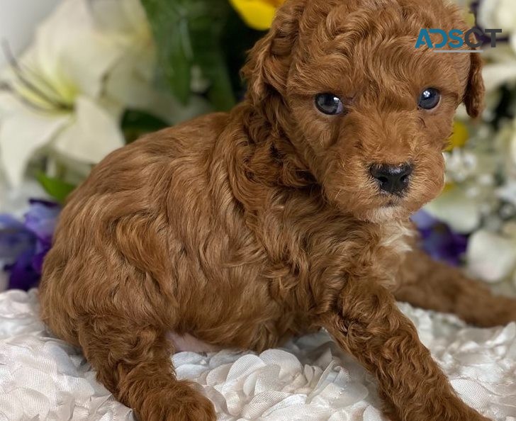poodle puppies available