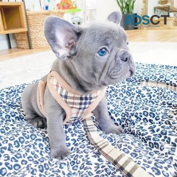 Cute French Bulldog Puppies for Sale