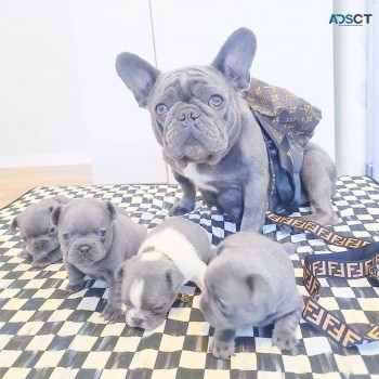 Cute French Bulldog Puppies for Sale