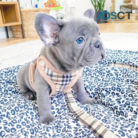 Cute French Bulldog Puppies for Sale