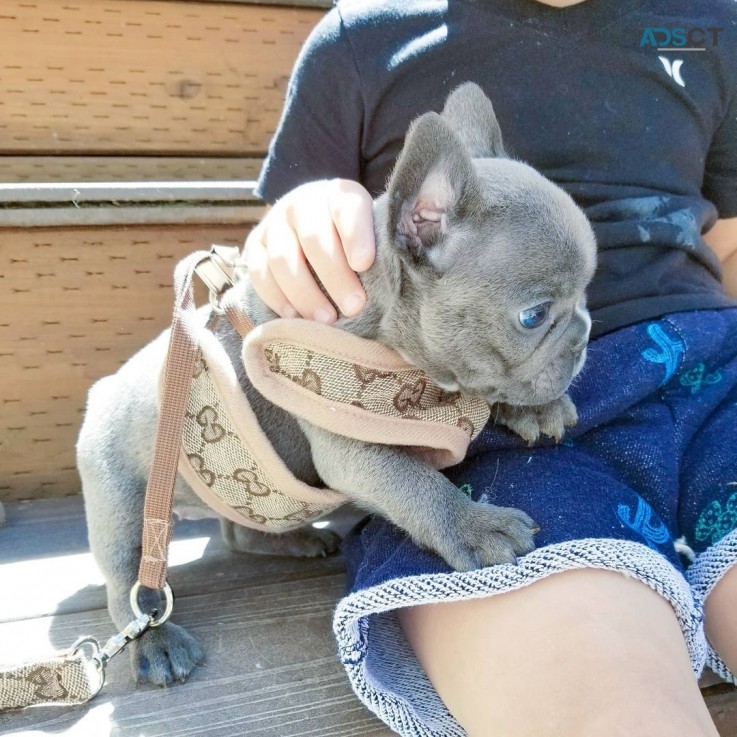 Cute French Bulldog Puppies for Sale