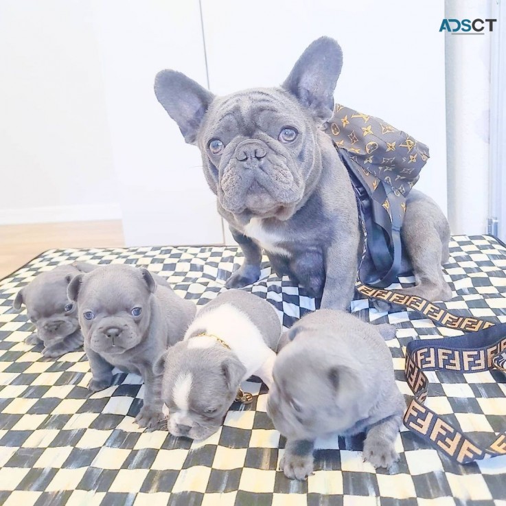 Cute French Bulldog Puppies for Sale