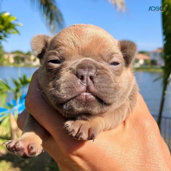 Cane Corso puppies For SaIe