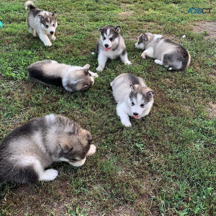 Alaskan Malamute puppies for sale