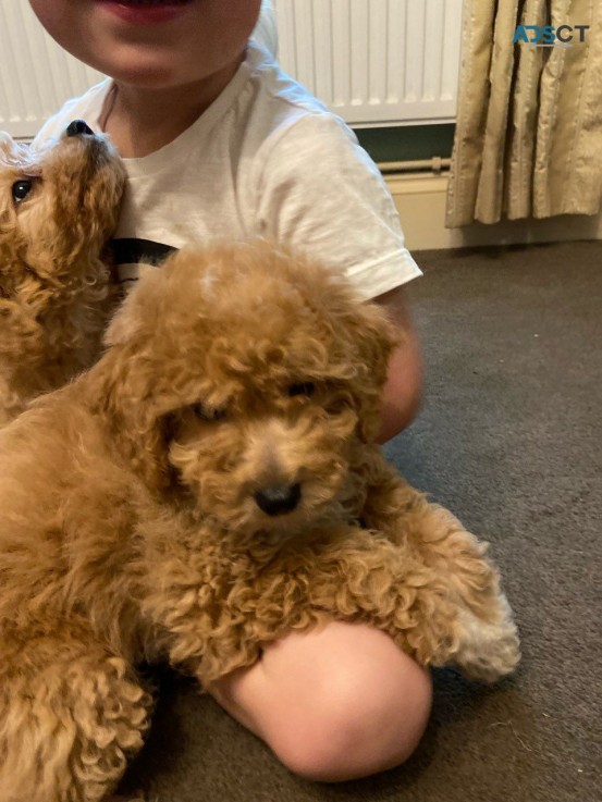 Outstanding Maltipoo Pups for Sale