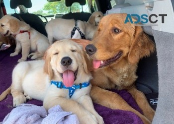 Golden Retriever puppies for sale