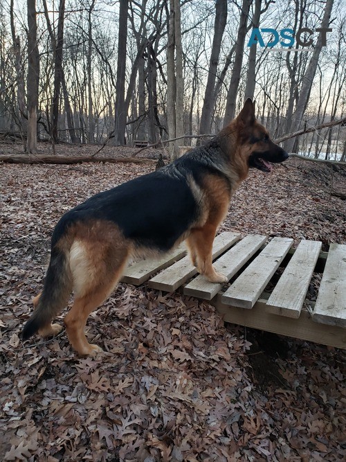 German Shepherd Dog puppies for sale