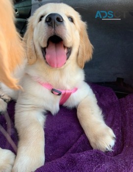 Golden Retriever puppies for sale