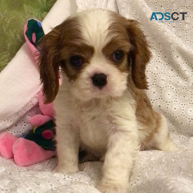 Cavalier King puppies For SaIe