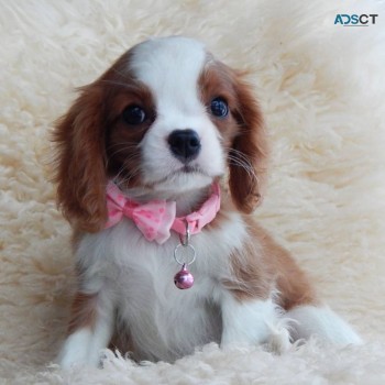 Cavalier King puppies For SaIe