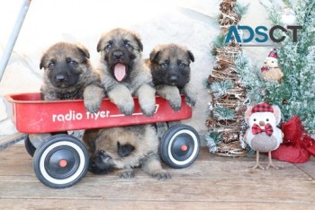 German Shepherd Dog puppies for sale