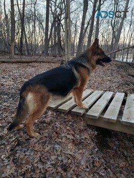 German Shepherd Dog puppies for sale