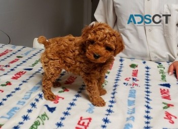 Toy Poodle puppies for sale