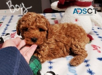 Toy Poodle puppies for sale