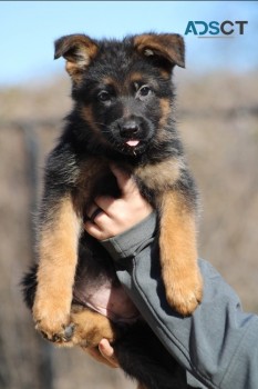 German Shepherd Dog puppies for sale