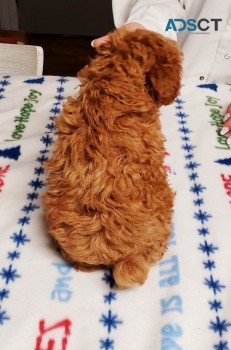 Toy Poodle puppies for sale