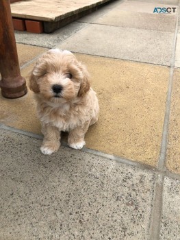Maltipoo puppies for sale