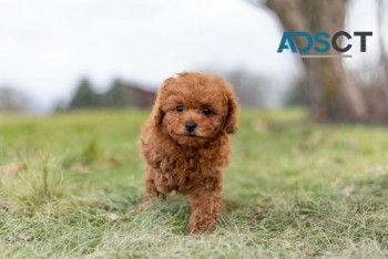 Toy Poodle puppies for sale