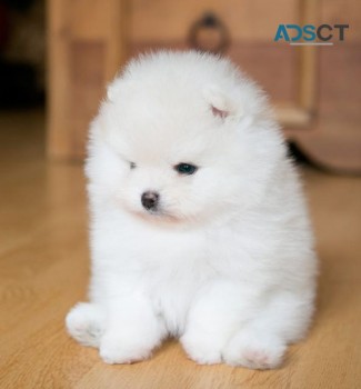 Cute And lovely  Pomeranian Puppies
